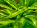 Big green leafs with rain droplets Royalty Free Stock Photo