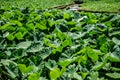 Big green leaves. Aquatic green plants forest in Sao Miguel, Azores. Portug. Wallpaper