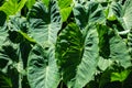 Big green leaves. Aquatic green plants forest in Sao Miguel, Azores. Portug. Wallpaper Royalty Free Stock Photo