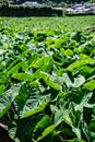 Big green leaves. Aquatic green plants forest in Sao Miguel, Azores. Portug. Wallpaper Royalty Free Stock Photo