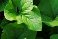 The big green leaves. The closeups. Royalty Free Stock Photo