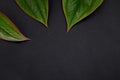 Big green leaves isolated on dark grey background Royalty Free Stock Photo