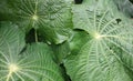 Big green leaves with leaf veins look unique