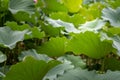 Big green leaves of a lotus flower Royalty Free Stock Photo