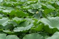 Big green leaves of a lotus flower Royalty Free Stock Photo