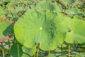 Big green leaves of Lotus flower plant blossom in a pond and natural landscape Royalty Free Stock Photo