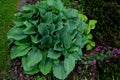 Big green leaves perenial plant shade tolerant white flowers turf bunch