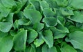 Big green leaves perenial plant shade tolerant white flowers turf bunch