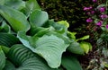 Big green leaves perenial plant shade tolerant white flowers turf bunch