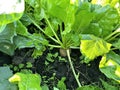 Big green leaves of sugar beet Royalty Free Stock Photo