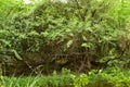 Big Green Leaves Tree in Garden/Park Greenery Stock Photograph