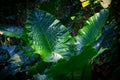 Big green leaves Royalty Free Stock Photo