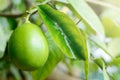 Big Green lemon on a branch of tree in garden Royalty Free Stock Photo