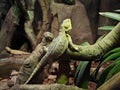 a big green lizard on the branch Royalty Free Stock Photo