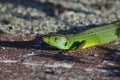 Big green lizard Royalty Free Stock Photo
