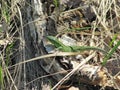 Big green lizard crawls out of his hole to bask in the sun