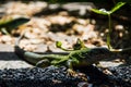 Big green lizard on the rock Royalty Free Stock Photo