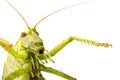 Big green locust Royalty Free Stock Photo