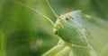 Big green locust eating grass, 4k macro video