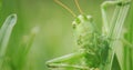 Big green locust eating grass, macro shot