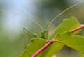 Green locust stands over a green leaf Royalty Free Stock Photo