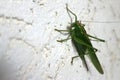 Big green locust on the wall Royalty Free Stock Photo