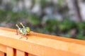 Big green locust on a wooden railing. Grasshopper portrait.