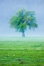 Big green lonely tree on the field at foggy Royalty Free Stock Photo