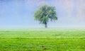 Big green lonely tree on the field at foggy Royalty Free Stock Photo