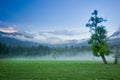Big green lonely tree on the field at foggy Royalty Free Stock Photo
