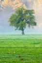 Big green lonely tree on the field at foggy Royalty Free Stock Photo