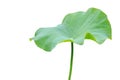 Big green lotus leaf isolated on white. Saved with clipping path Royalty Free Stock Photo