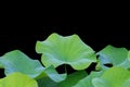 Big green lotus leaf isolated on white. Saved with clipping path Royalty Free Stock Photo