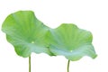 Big green lotus leaf isolated on white. Saved with clipping path Royalty Free Stock Photo