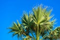 Magnificent palm tree against the background of the sky