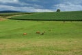 A meadow with some  cows in front of a corn field Royalty Free Stock Photo