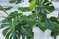 Big Green Monstera Flower in a pot, Indoor flowers in a flower shop, Indoor Plants, Monstera deliciosa Royalty Free Stock Photo