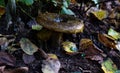 Big green mushroom in the autumn forest