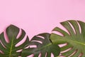 Big green natural monstera lant leaves on pink background