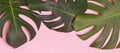 Big green natural monstera lant leaves on pink background