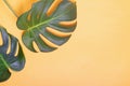 Big green natural monstera lant leaves on yellow background