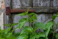 Big green nettle on a background of a wooden old door Royalty Free Stock Photo