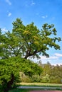 The big green oak against a blue sky with white clouds Royalty Free Stock Photo