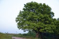 Big green oak with lush crown near country road in evening time