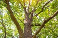 Big green oak tree Royalty Free Stock Photo