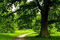 Big Green Oak Tree and Old Bench in the Park Royalty Free Stock Photo