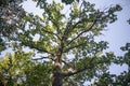 a big green old oak tree grows uphill