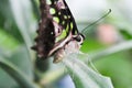 Big green orange black butterfly stand on leaf, macro photo Royalty Free Stock Photo