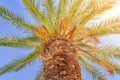 Big green Palm tree close with blue sky and burning sun Royalty Free Stock Photo