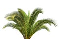 Big green Palm tree isolated on white background Royalty Free Stock Photo